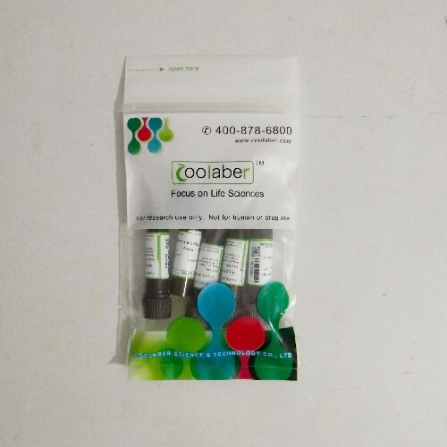 Coolaber/酷来搏 SL4040 盐酸万古霉素储存液（10 mg/mL）
