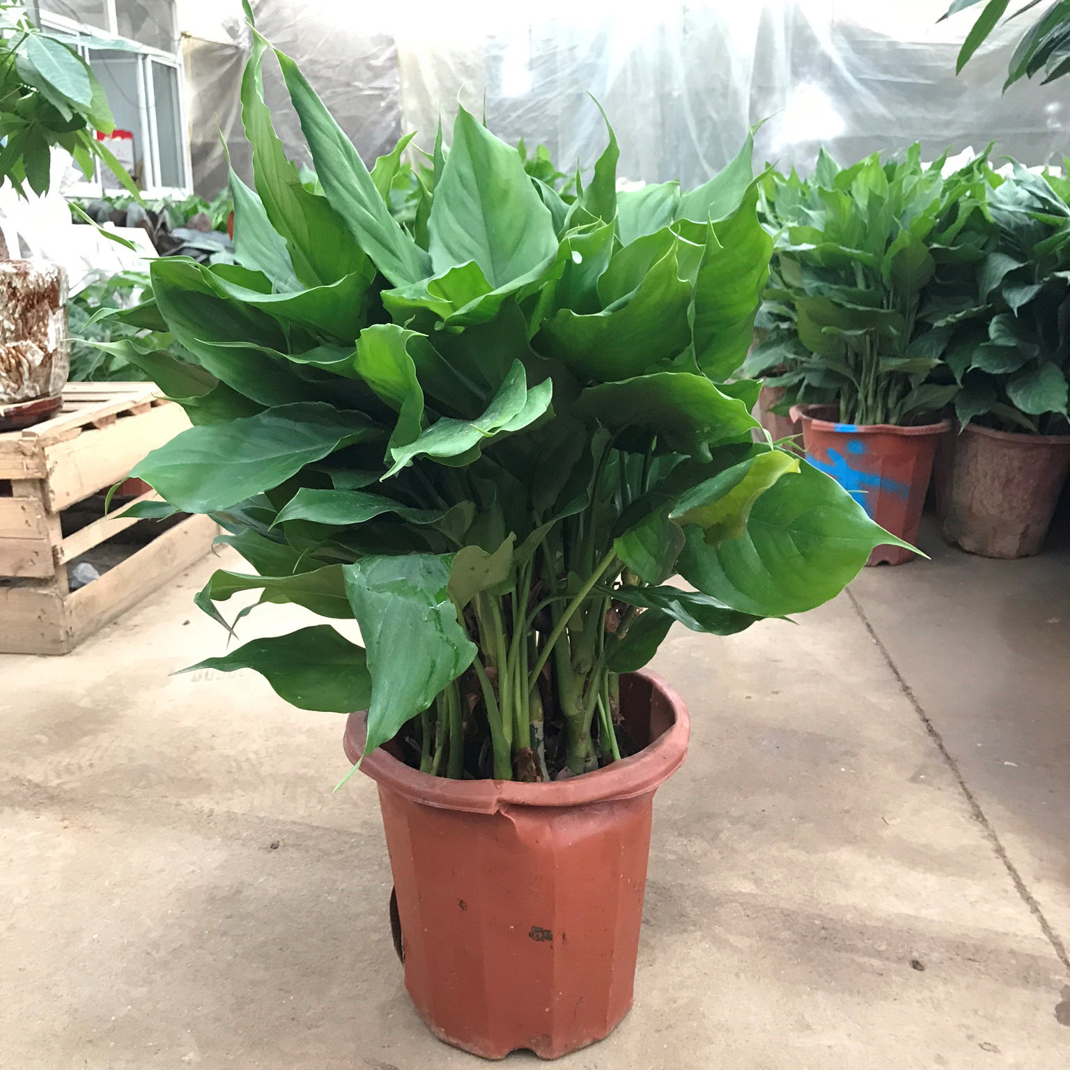 万年青盆栽植物办公室内桌大厅吸除甲醛四季常青苏州上海送货上门
