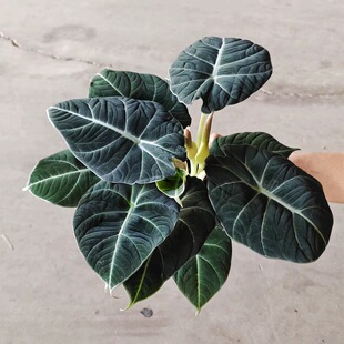 黑天鹅绒海芋|网红ins热带植物 好活盆栽爆盆观叶泥炭土 彩云之南