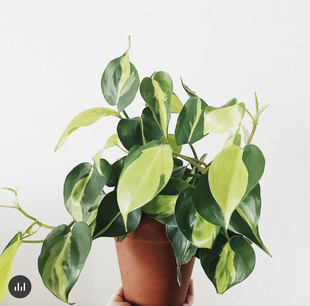 杏叶藤斑蔓绿绒｜花叶心叶藤绿萝爬藤垂吊绿植室内观叶网红｜江苏