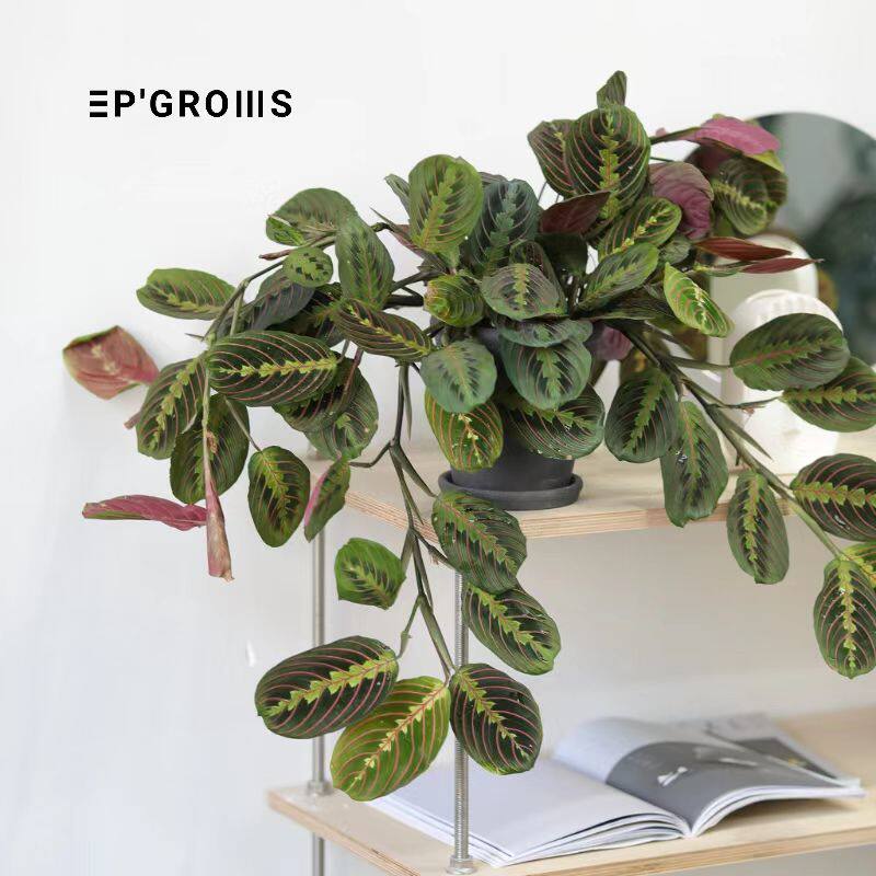 进口叶蝉竹芋|垂吊 红蜻蜓竹芋 室内观叶竹芋盆栽 网红绿植|江苏