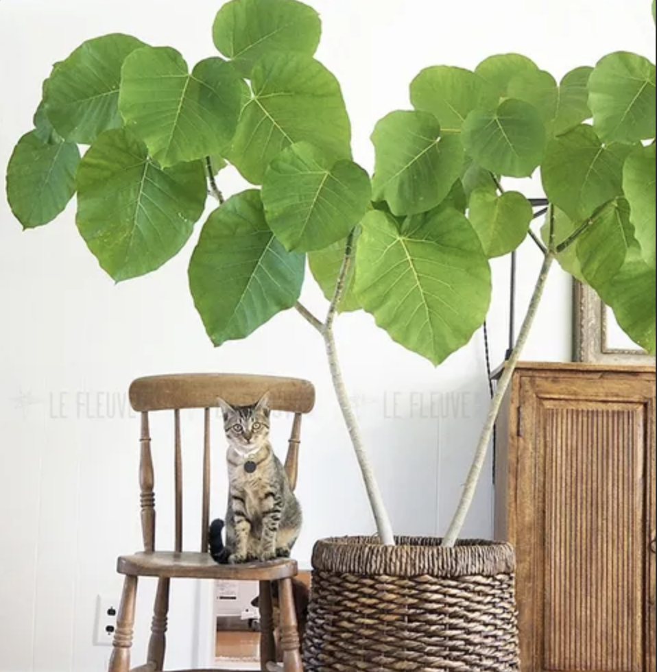 中型爱心榕丨伞榕心叶榕室内客厅进口观叶绿植热植丨网红绿植