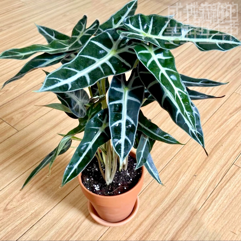 小仙女海芋|大仙女黑叶观音莲|进口绿植盆栽室内观叶|网红绿植