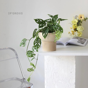 仙洞龟背竹|米歇尔网红进口室内客厅热植盆栽观叶绿植爬藤 江苏