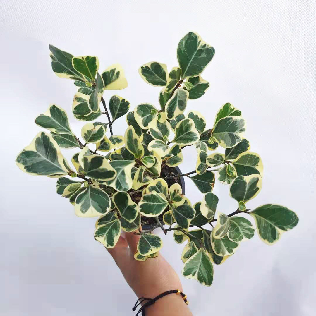 锦叶三角榕心叶榕|锦叶实拍图 进口泥炭土原土 网红植物彩云之南