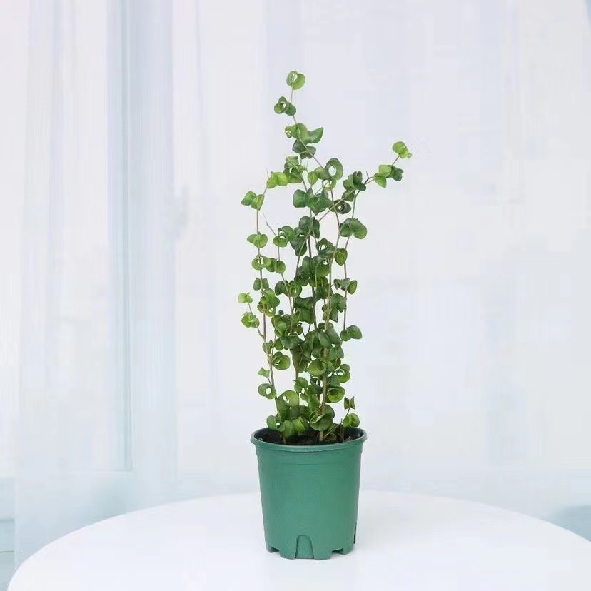 绿色卷叶榕植物奇异盆栽阳台