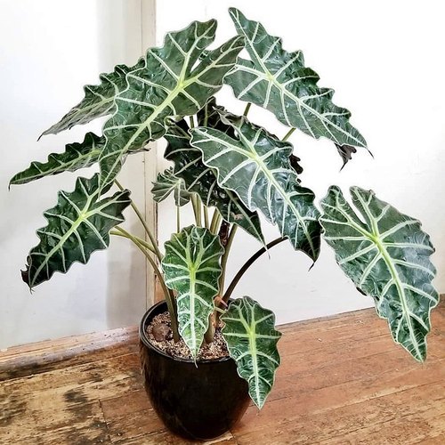 黑叶观音莲进口网红阳台观叶植物