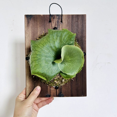 女王鹿角蕨板植挂板丨壁挂植物ins网红挂墙家居森系垂吊盆栽绿植
