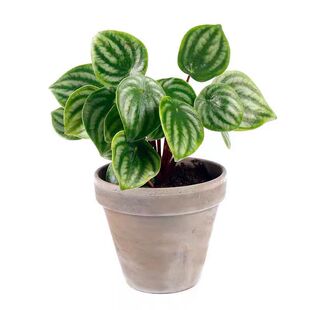 欧美网红植物西瓜皮椒草 Peperomia sandersii室内好养桌面小绿植