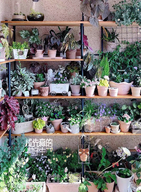 小红书定制花架｜新西兰进口实木ins网红置物架手工圆边博主正版