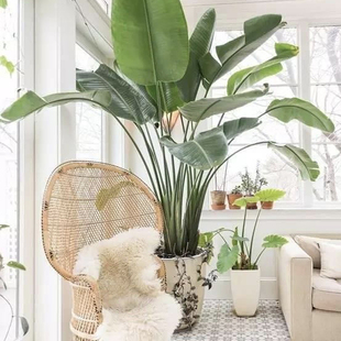 尼古拉天堂鸟｜鹤望兰 成先森小红书推荐室内中大型植物 绿植盆栽