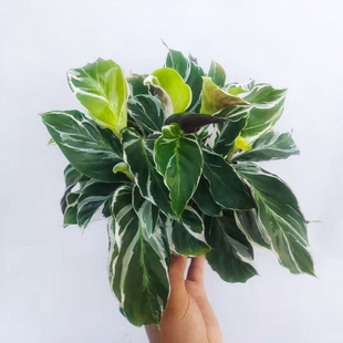 白油画竹芋｜网红锦叶竹芋进口泥炭土原盆原土网红植物观叶 江苏