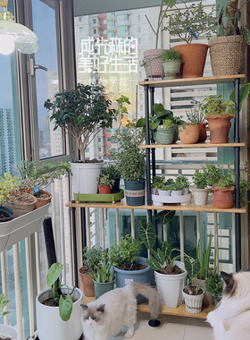 小红书定制花架L型｜新西兰进口实木ins网红置物架圆边博主正版