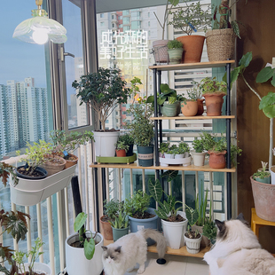 小红书定制花架L型｜新西兰进口实木ins网红置物架圆边博主正版