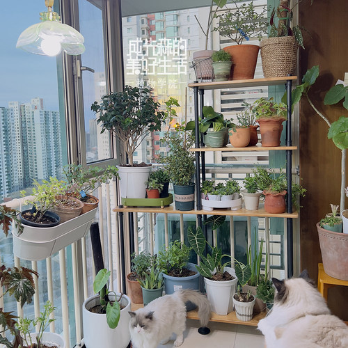 花架置物架实木花架自丛