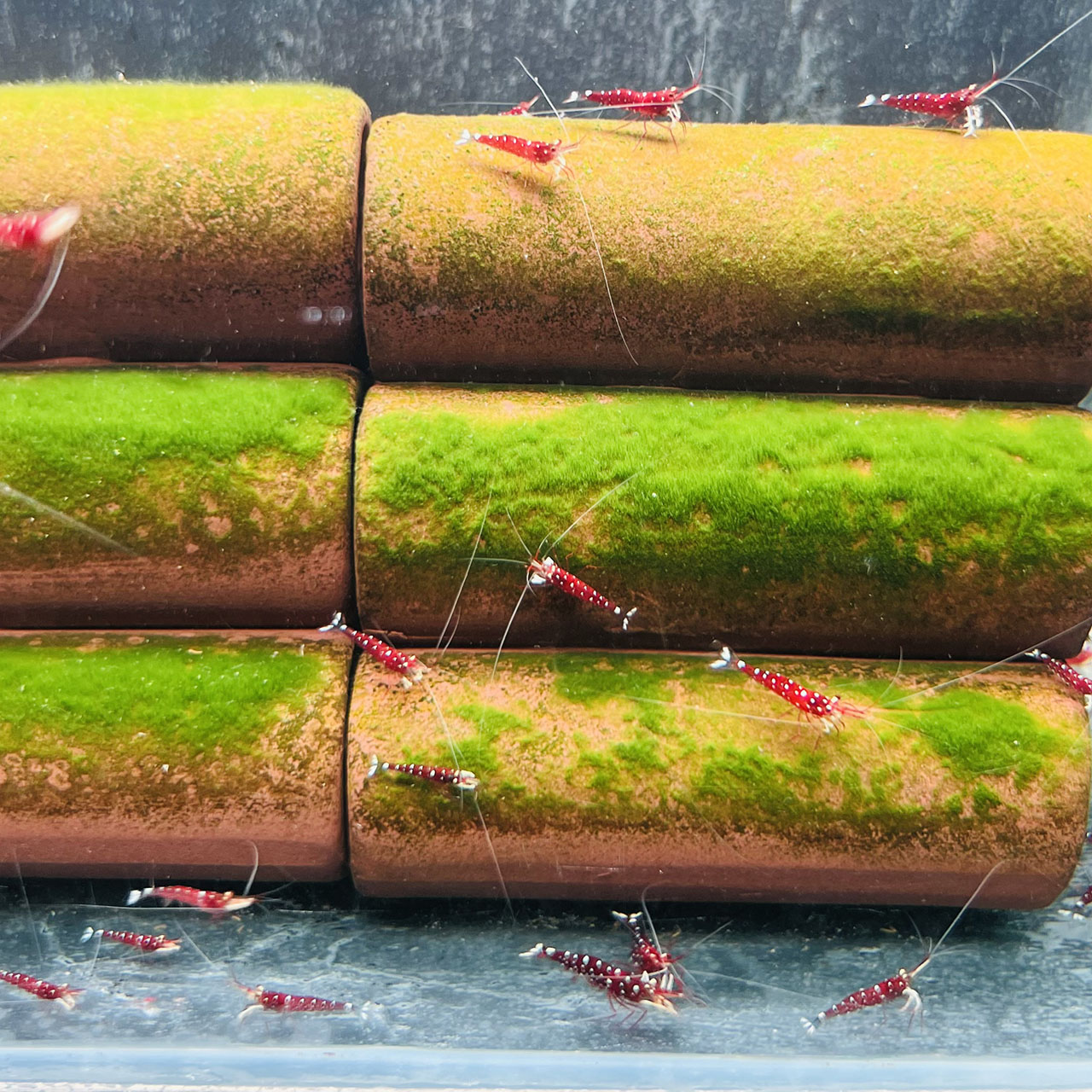 人工养殖苏虾白袜自来水清洁虾