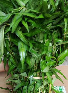 云南香柳菜叶新鲜叻沙叶鱼生草拉沙叶傣族佐料煮鱼调味香菜调料