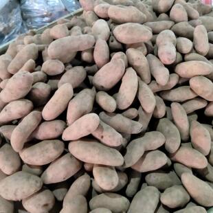 云南德宏特产土豆老品种洋芋迷你小洋芋