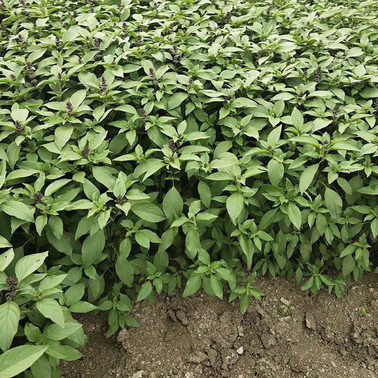 云南野生新鲜金钙罗勒叶九层塔金芥香料傣味调料带土带根适合种植