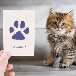宠物爪印纪念狗狗爪印印泥diy脚印相框猫咪掌印实木照片纪念摆台