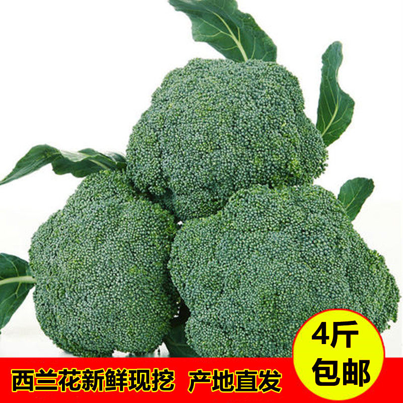 新鲜蔬菜西兰花新鲜直销花椰菜