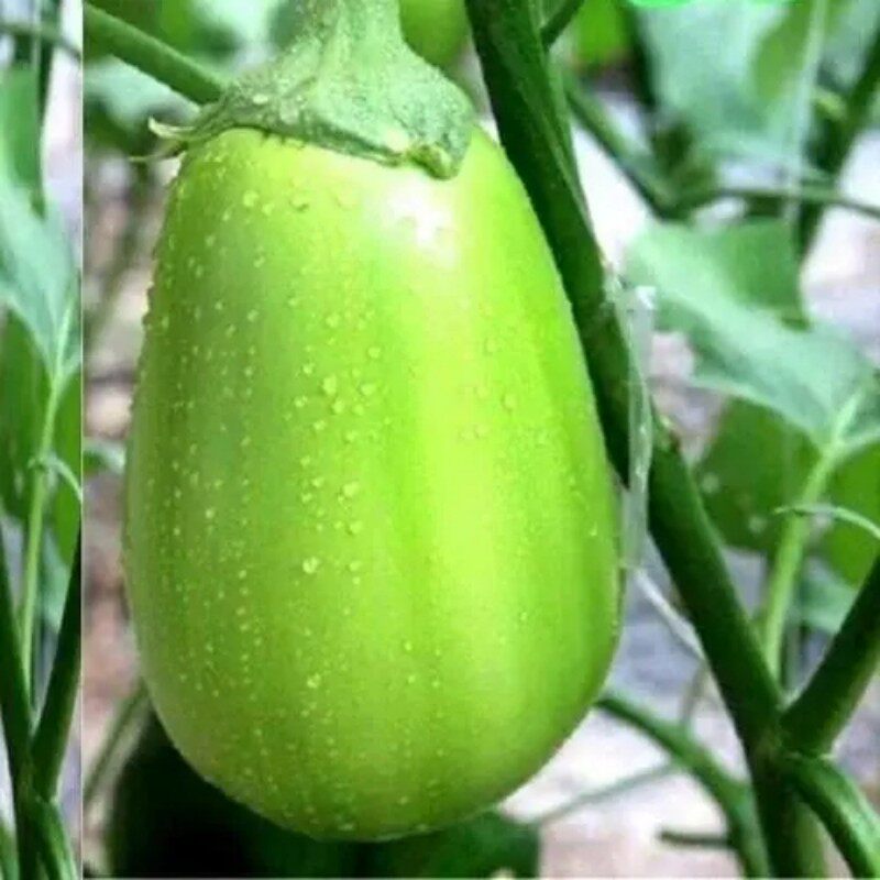 东北青茄子新鲜现摘5斤不用山东蔬菜农家种植绿茄子生吃