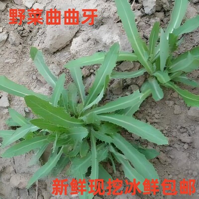 曲麻菜新鲜野菜曲曲牙七七菜