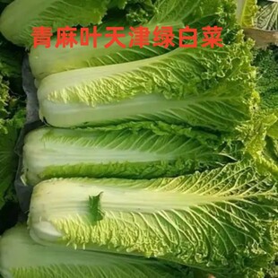 天津绿青麻叶大白菜新鲜蔬菜山东特产5斤包邮农家自种黄心大白菜