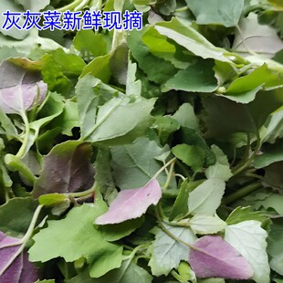 新鲜灰灰菜现挖发货野菜山东农家2斤3斤包邮