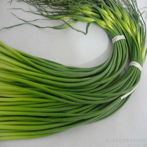 蒜苗蒜苔新鲜蔬菜 5斤包邮山东特产农家冷藏农产品食用大蒜苗蒜苔