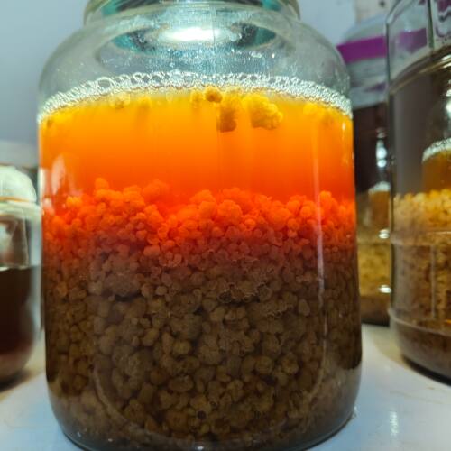 开菲尔菌种水开菲尔发酵包