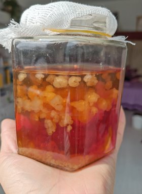 水开菲尔太阳菌红糖菌Water Kefir 水克菲尔菌种培育方法