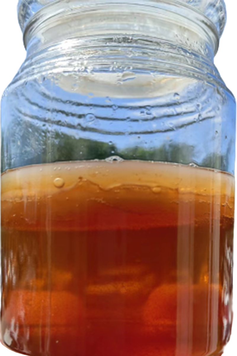 正宗红茶菌菌种传统原瓶老俗称胃宝海宝菌母菌种醋蛾子康普茶