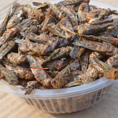 蝗虫 蚂蚱 野生蝗虫干 五谷虫干 蛐蛐干蝼蛄干鸟食蚂蚱干500g包邮