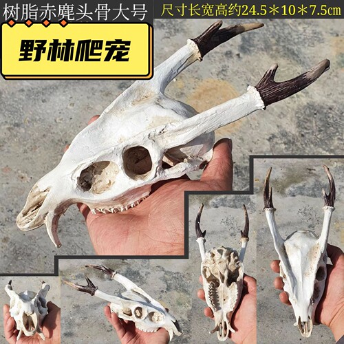 爬宠昆虫窝晒台躲避仿真头骨
