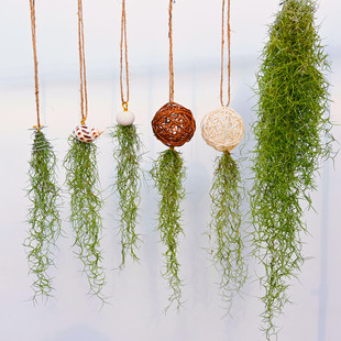 松萝空气草组合挂饰无土懒人植物空气凤梨包室内外办公室阳台净化