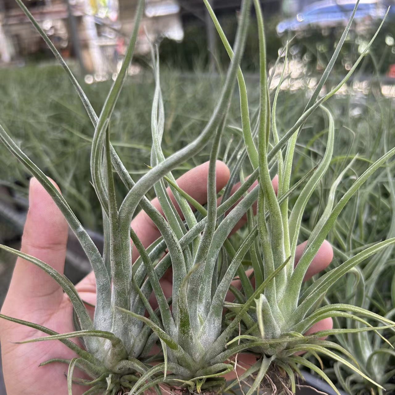 空气凤梨（美杜莎）