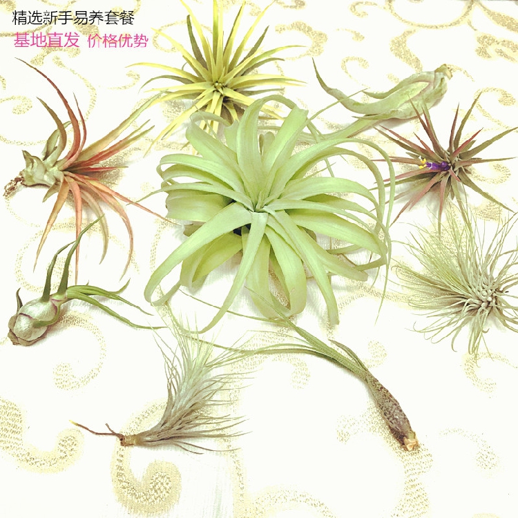 空气凤梨 无土植物 办公桌绿植室内植物 新手易养套餐 基地直发