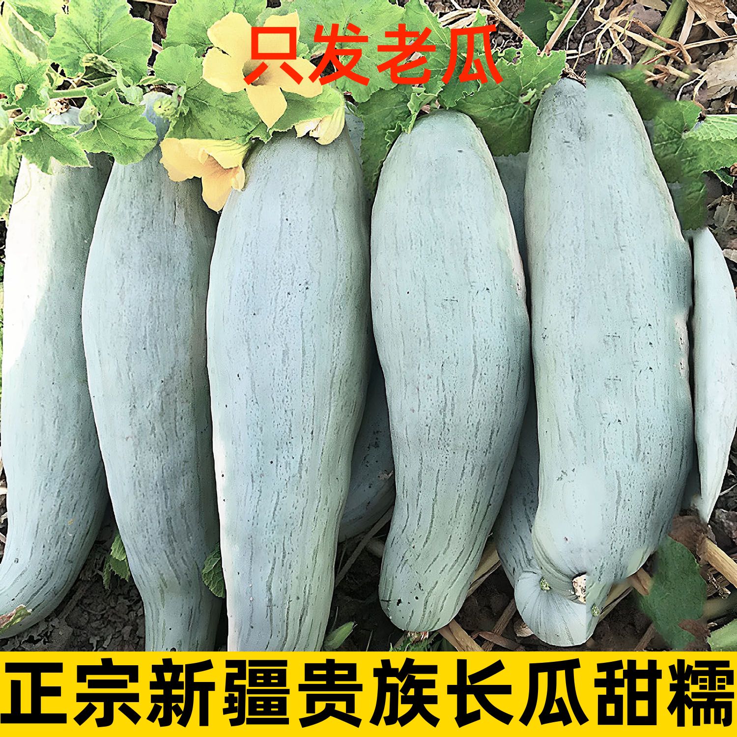 【新疆直发】新疆贵族南瓜板栗南瓜丑瓜长瓜辅食粉糯甜金丝老南瓜