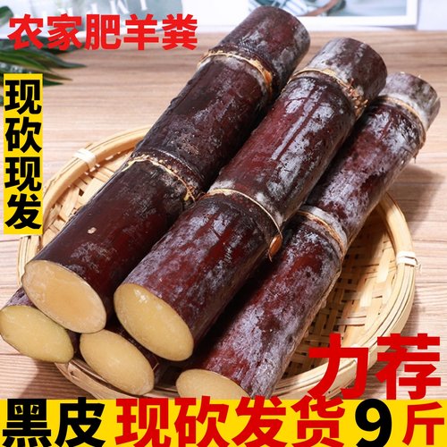 现砍广西黑皮甘蔗脆甜多汁农家肥