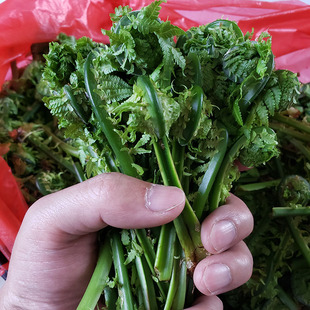 长白山野菜黄瓜香荚果蕨广东菜新鲜现采的鲜野菜500g2斤包邮