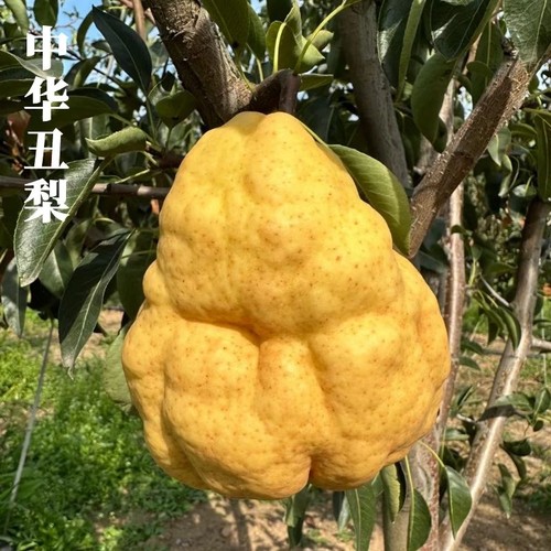 山东烟台丑梨新鲜水果当季水果甜