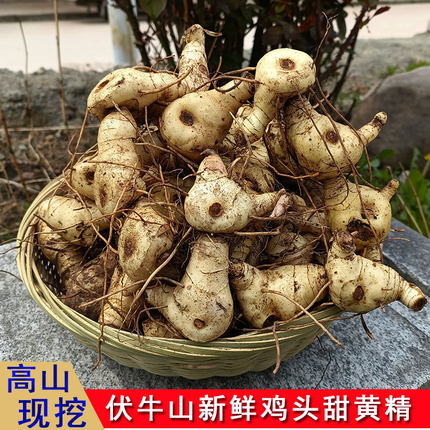 现挖新鲜黄精深山黄精种苗鸡头黄精块茎九华山黄精鸡爪参中药材