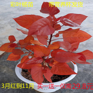 彩叶杨庭院绿植园林绿化矿山修复红杨树苗子买一送一包邮带营养杯