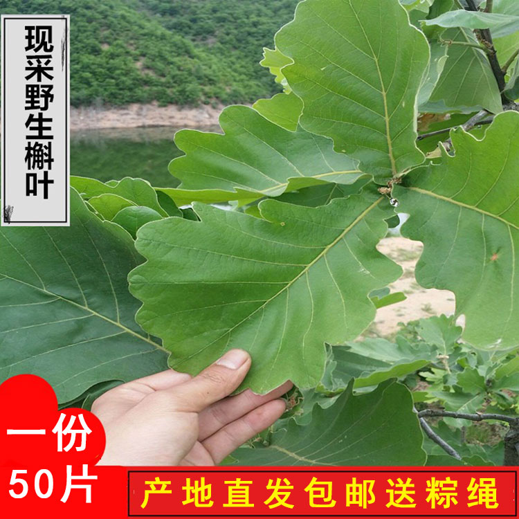 粽叶新鲜大叶菠萝叶大号纯天然家用包粽子粽叶野生桲椤叶50片包邮