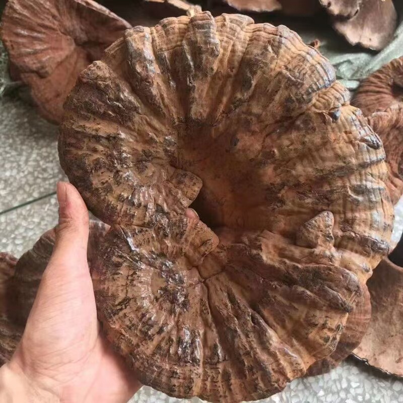粉灵芝 黑灵芝 天然无添加新货无硫磺 煲汤 500克