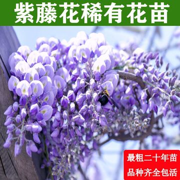 紫藤花树苗蓝月亮哪个牌子好 爱美