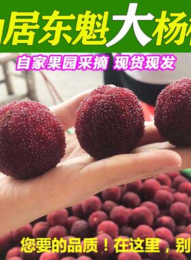现货速发】仙居高山东魁杨梅新鲜