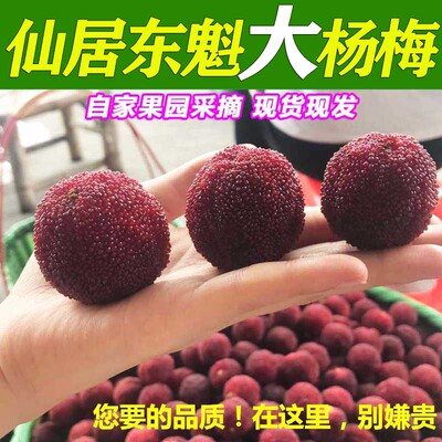 现货速发】仙居高山东魁杨梅新鲜