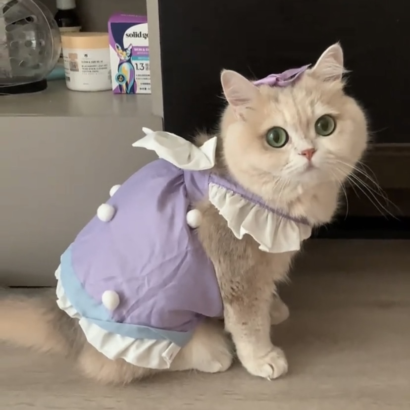 可牵引猫咪衣服春夏薄款防掉毛布偶蓝猫银渐层橘猫公主风连衣裙